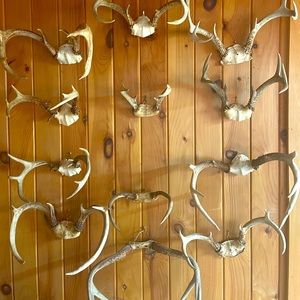 12 Deer Antlers - great condition